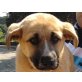 Spugna, Schäferhund-Mix - Hündin