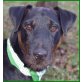 Sputnik, reinrassiger Jagdterrier - Rüde