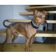 Spyki, Zwergpinscher Welpen - Rüde