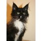 St. Louis, Maine Coon - Kater