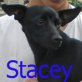 Stacey, Ital.-Windspiel-Mix Welpen - Hündin