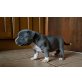 Staffordshire BullTerrier, Staffordshire-Bullterrier - Rüde