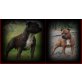 Staffordshire-Bullterrier - Hündin