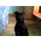 Staffordshire-Bullterrier - Hündin