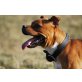 Staffordshire-Bullterrier - Hündin
