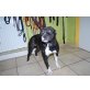 Staffordshire-Bullterrier - Hündin
