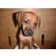 Staffordshire Bullterrier/Magyar Vizsla, Mix Welpen - Hündin
