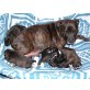Staffordshire-Bullterrier Welpen - Hündin