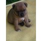 Staffordshire-Bullterrier Welpen - Hündin