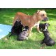 Staffordshire-Bullterrier Welpen - Hündin