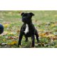 Staffordshire-Bullterrier Welpen - Hündin