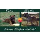 Staffordshire-Bullterrier Welpen - Hündin