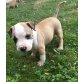 Staffordshire-Bullterrier Welpen - Rüde