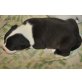 Staffordshire-Bullterrier Welpen - Rüde
