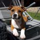 Staffordshire-Bullterrier Welpen - Rüde