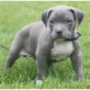 Staffordshire Terrier, Amerikanischer Staffordshire-Terrier - Rüde