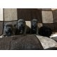 Staffordshire Terrier, Staffordshire-Bullterrier - Hündin