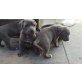 Staffordshire Terrier, Staffordshire-Bullterrier - Hündin