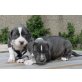 Staffordshire Terrier, Staffordshire-Bullterrier - Rüde