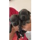 Staffordshire Terrier, Staffordshire-Bullterrier - Rüde