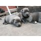 Staffordshire Terrier, Staffordshire-Bullterrier - Rüde