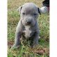 Staffordshire blau , Amerikanischer Staffordshire-Terrier - Rüde