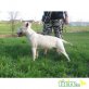 Standard Bullterrier, Bullterrier - Rüde