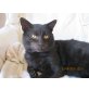Stanislaus (Stani), Rassekatze - Kater