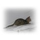 Stardot Gamma, Bengalkatze - Katze