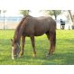 Starlet Smartlet, Quarter Horse - Stute