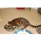 Starlight , Bengalkatze - Katze