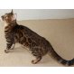 Starlight,Una,Luna, Bengalkatze - Katze