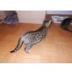 Starot Charon, Bengalkatze - Kater