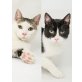 Starsky & Hutsch, zwei Actionhelden suchen ein Zuhause - Kater