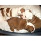 Startseite Ausgebildete Englisch Bulldog Welp, Englische Bulldogge - Hündin