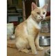 Stavros, Stavros sucht nach einen ruhigen zu Hause - Kater