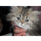 Stefano of danube valley, Perser - Kater