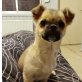 Steffi, Chihuahua-Mischling Welpen - Hündin