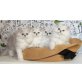 Stefilla Babys, Perser mit Nase - Kater