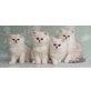 Stefilla J-litter, Chinchilla-Perser - Kater