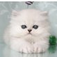 Stefilla M-Wurf, Chinchilla-Perser - Kater