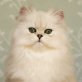 Stefilla Mr. Incredible, Chinchilla-Perser - Kater