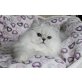 Stefilla Nelson, Perser - Kater