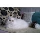 Stefilla Number One, Perser - Kater