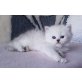 Stefilla P-Wurf, Chinchilla-Perser - Kater