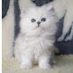 Stefilla P-Wurf, Chinchilla-Perser - Katze