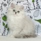 Stefilla Perserbabies in Chinchilla, Perser mit Nase - Kater