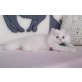 Stefilla Pink Panther, Chinchilla-Perser - Kater