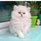 Stefilla Zahír, Chinchilla-Perser - Kater