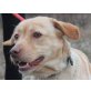 Stela, wunderhübscher Labrador Mix - Hündin